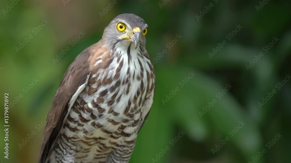 Close up shot of beautiful and good looking hawk in wild. Close up shot of beautiful and good looking hawk in wild.