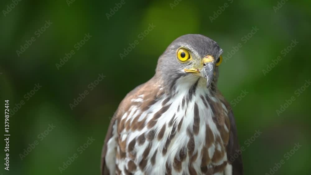 Close up shot of beautiful and good looking hawk in wild. Close up shot of beautiful and good looking hawk in wild.