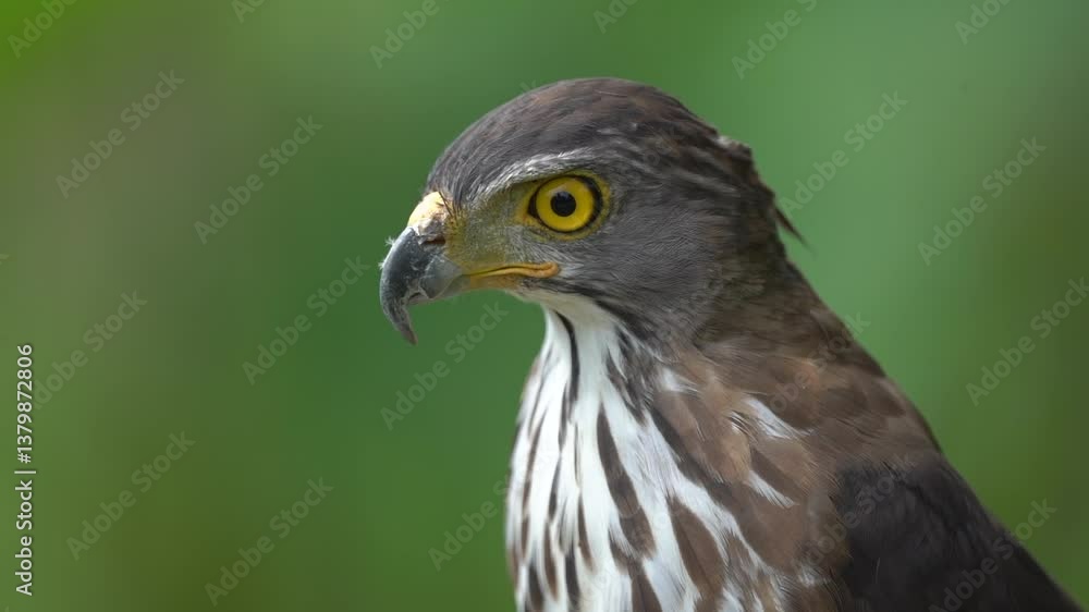Close up shot of beautiful and good looking hawk in wild. Close up shot of beautiful and good looking hawk in wild.