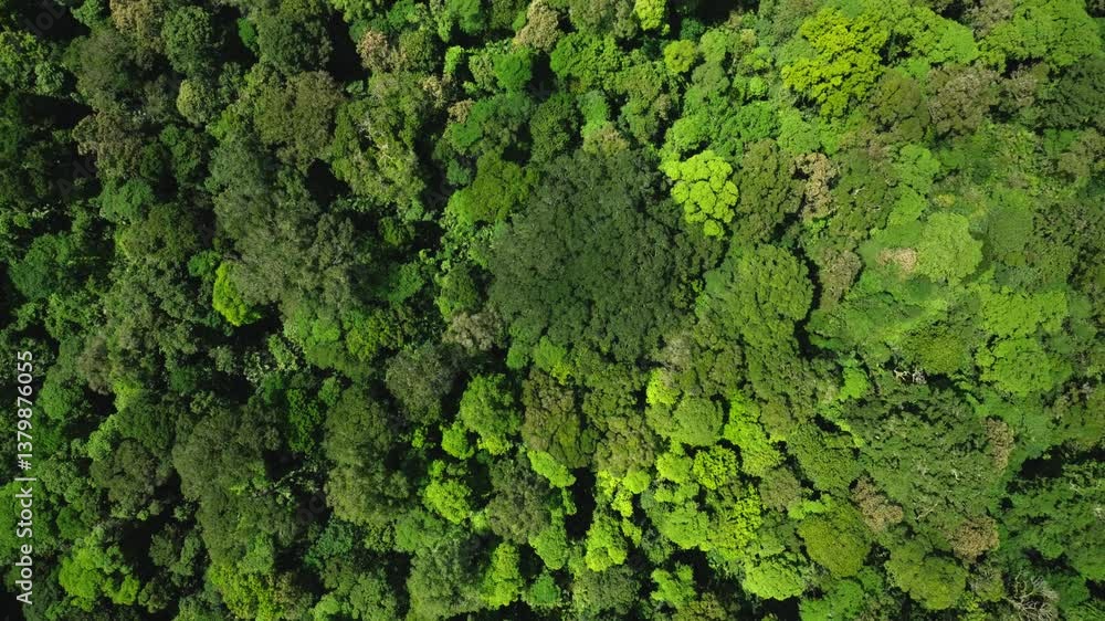 a lush green forest with lots of trees and leaves a lush green forest with lots of trees and leaves