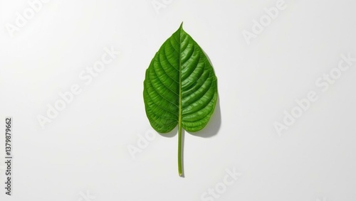 leave with white background