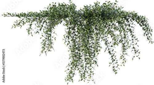ivy, climbing plant, wall plant, vine, edge plant
