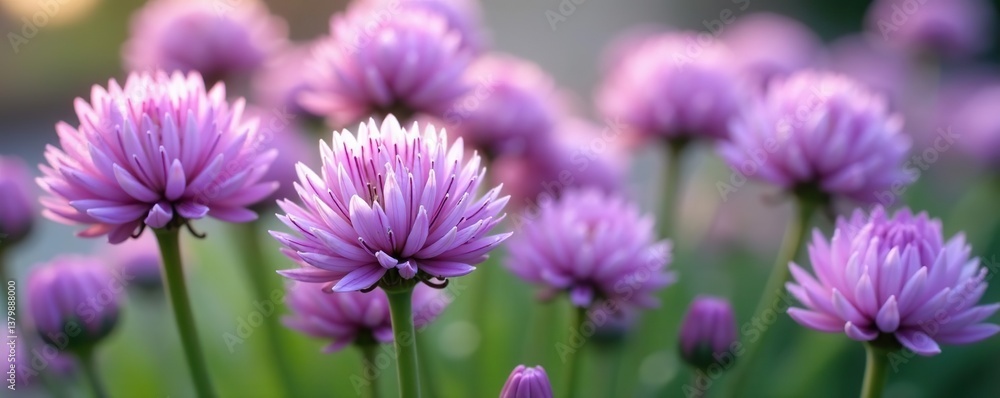 Close-up of delicate chives' flowers in full bloom, showcasing vibrant hues of purple and white, close-up, purple Close-up of delicate chives' flowers in full bloom, showcasing vibrant hues of purple and white, close-up, purple
