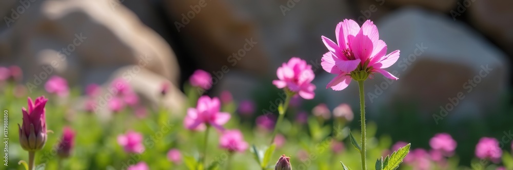 Closeup of delicate wild milkweed flowers in vibrant bloom against a rocky Boulder, Colorado backdrop, Boulder, vibrant Closeup of delicate wild milkweed flowers in vibrant bloom against a rocky Boulder, Colorado backdrop, Boulder, vibrant