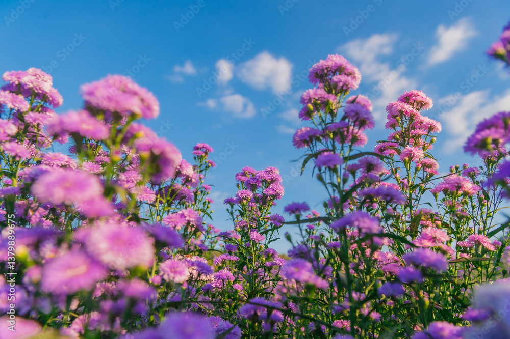 Obraz premium flower garden