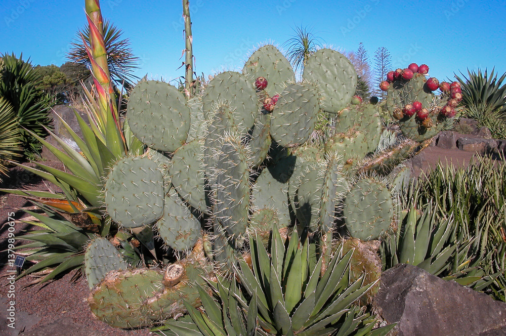 Prickly pear cactus in a bright sunny day. Auckland.