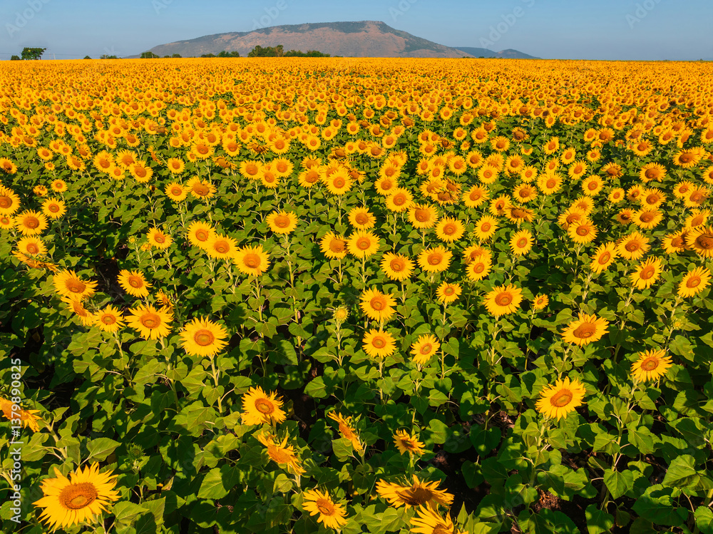 Obraz premium flower garden