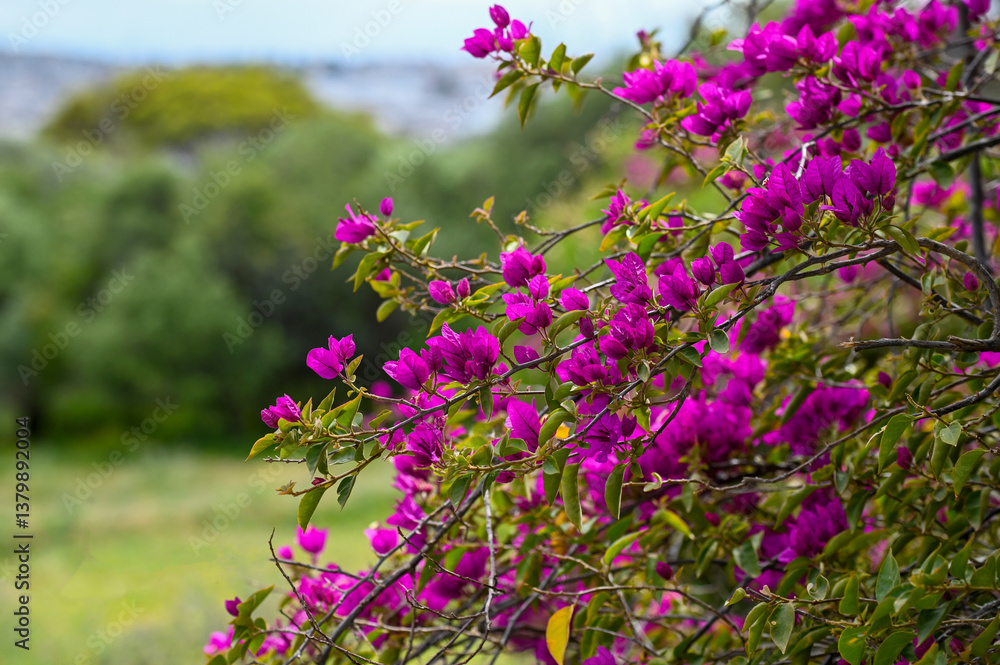 Obraz premium Bougainvillier violet