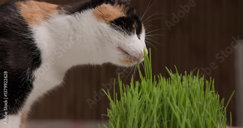 A tricolor cat is eating cat grass, nibbling gently on the green blades with curiosity and satisfaction