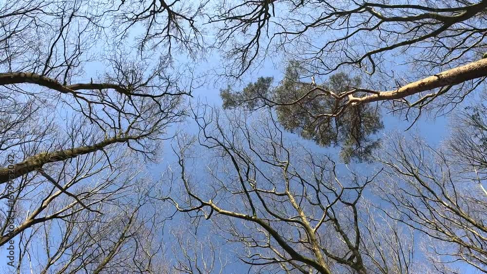 Shot of tree tops from underneath. Shot of tree tops from underneath.