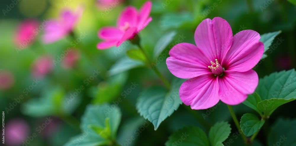 Close-up shot of vibrant purple Mallow plant with delicate pink flowers in full bloom surrounded by green leaves and stems, pink, bloom Close-up shot of vibrant purple Mallow plant with delicate pink flowers in full bloom surrounded by green leaves and stems, pink, bloom