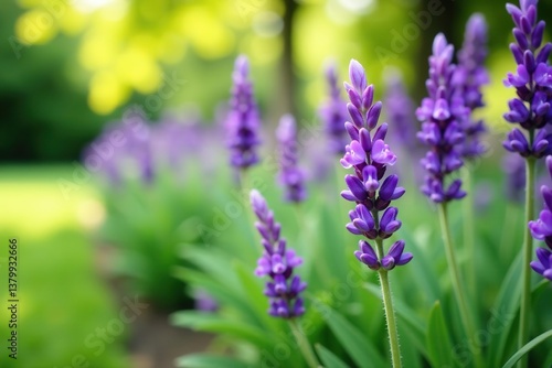Close-up shot of vibrant purple lavender flowers blooming in a lush garden setting with soft focus background, background, lavender