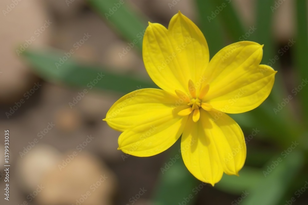 Close-up shot of yellow cruciform flowers of Moapa bladderpod in Gold Butte National Monument, wildflowers, conservation Close-up shot of yellow cruciform flowers of Moapa bladderpod in Gold Butte National Monument, wildflowers, conservation
