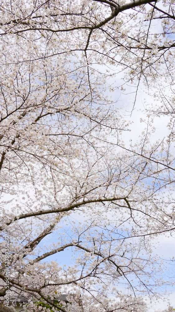 桜 桜