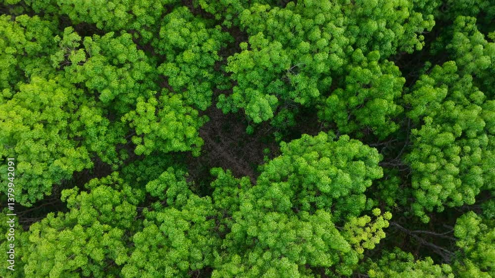 Rubber trees in the forest aerial view from above green in spring Rubber trees in the forest aerial view from above green in spring