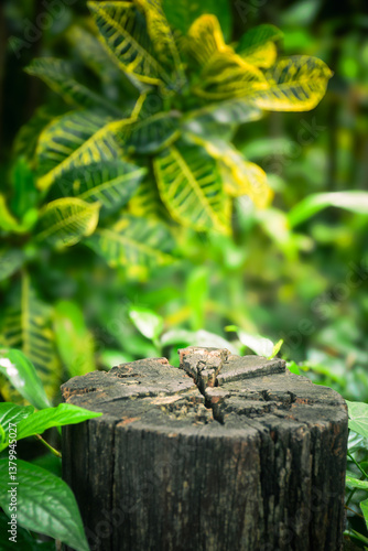 Wooden timber and fresh green nature garden background.