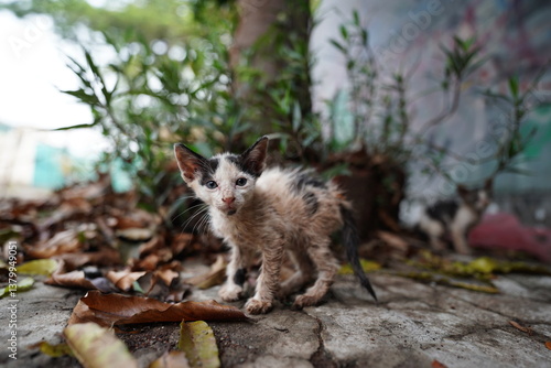 Canvas Print Stray cat with alert eyes captured in a candid street moment.