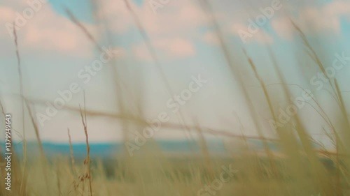 Wyoming, Wheat, Fluttering, Pink Sky
