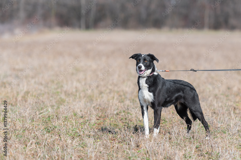 Rescued black and white dog during regular walk and socialization and obedience training. Rescued black and white dog during regular walk and socialization and obedience training.