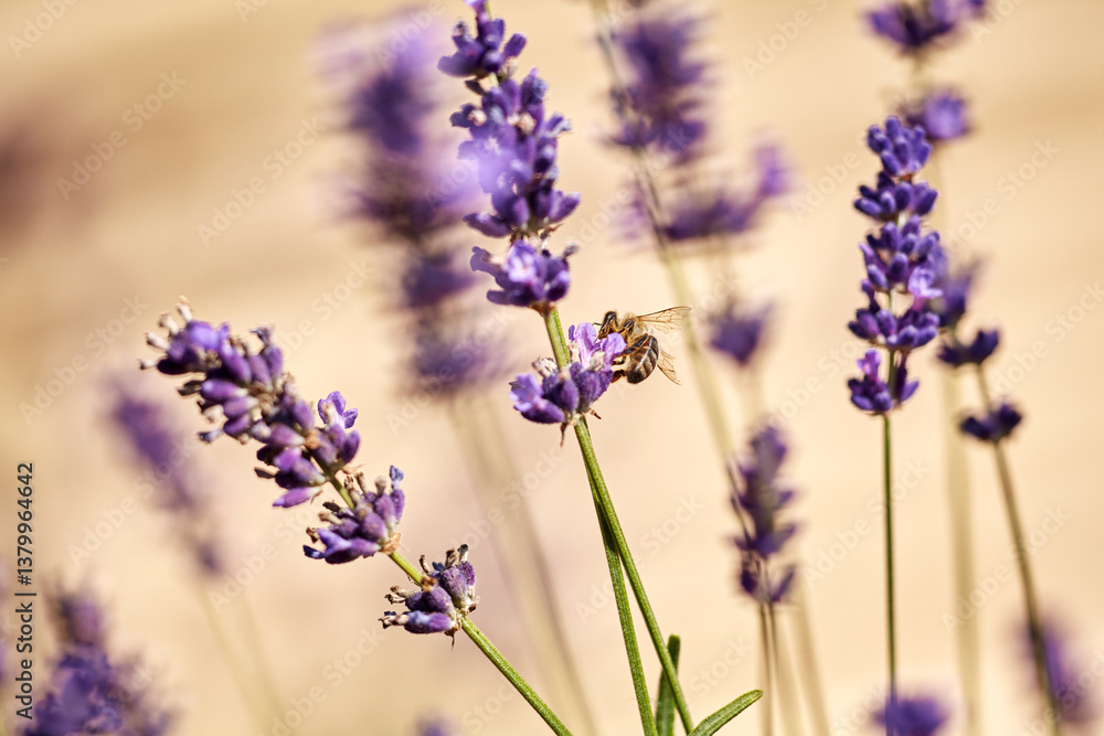 Honeybee on Lavender Blossom. A honeybee gathers pollen from a cluster of fresh lavender flowers in the summer sun. Honeybee on Lavender Blossom. A honeybee gathers pollen from a cluster of fresh lavender flowers in the summer sun.