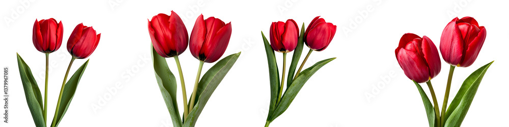 A beautiful arrangement of lush red tulips with green leaves showcasing the elegance and beauty of this classic spring flower A beautiful arrangement of lush red tulips with green leaves showcasing the elegance and beauty of this classic spring flower