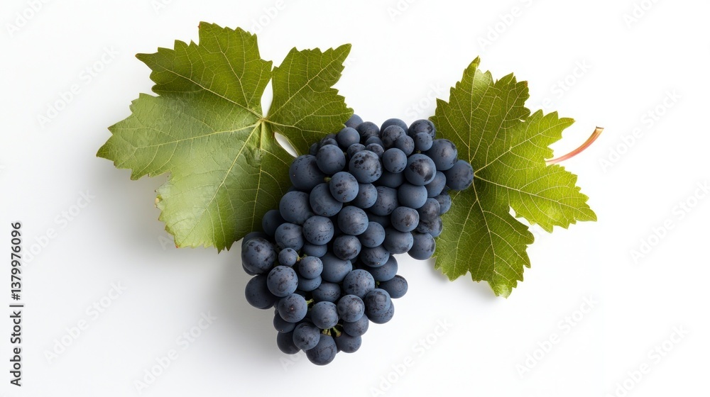 Fototapeta premium Fresh Black Grapes Bunch with Green Leaves on White Background
