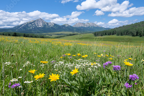 vibrant meadow filled with wildflowers various colors  set against backdrop of majestic mountains and clear blue sky