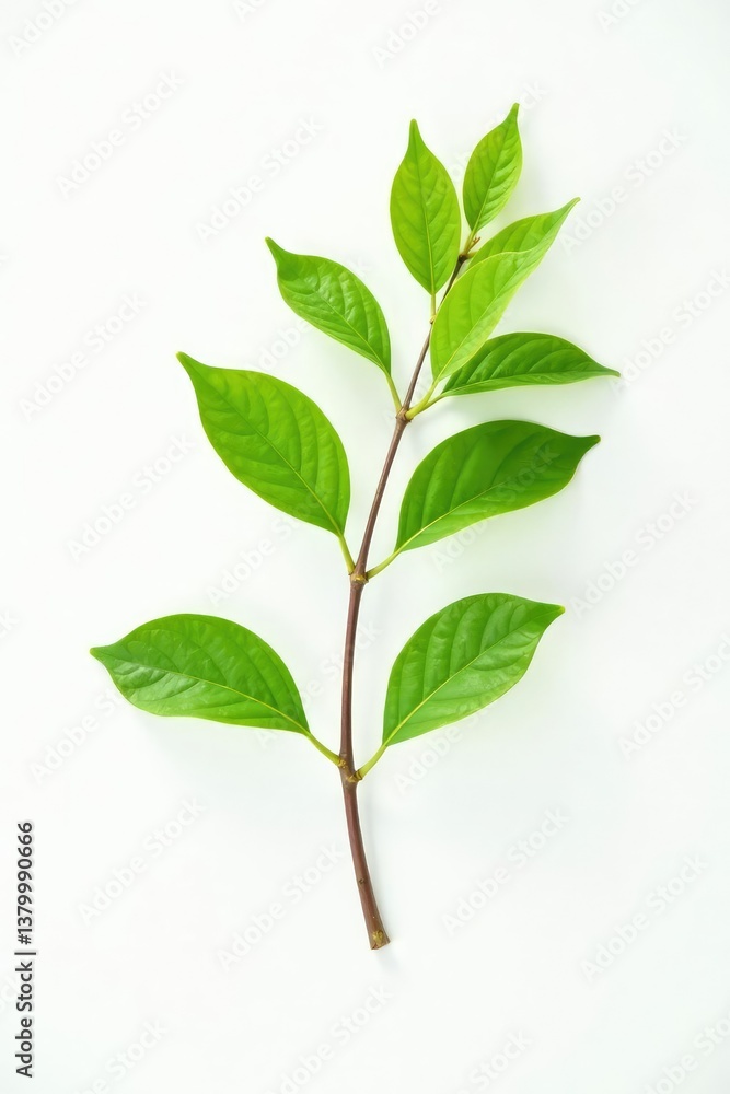 Fototapeta premium A single branch with delicate leaves isolated on white background, branches, solitary, foliage