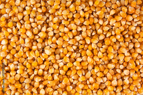 corn seeds background, pile of corn kernel