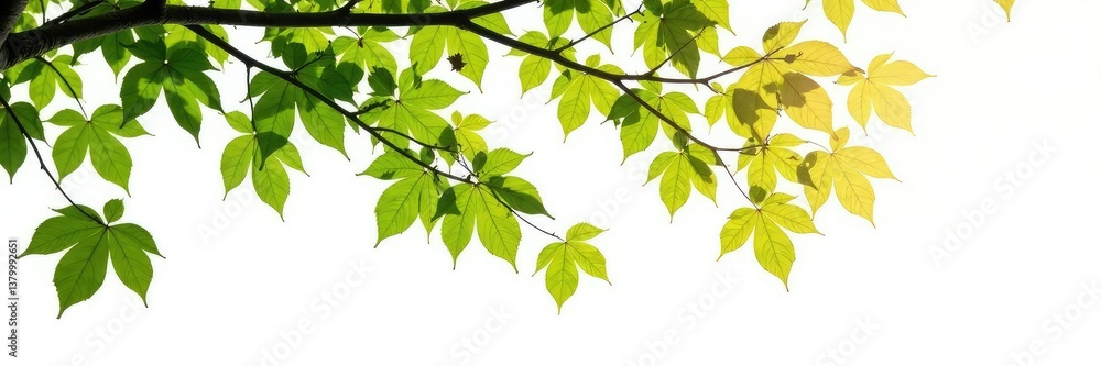 Branches of birch tree isolated on white background, foliage, nature Branches of birch tree isolated on white background, foliage, nature