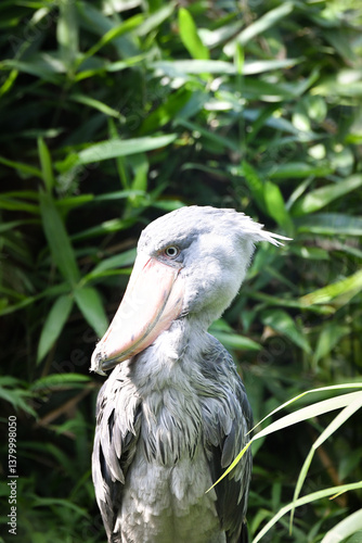 Shoebill is standing its indoor enclosure in the zoo. He stand like statue all the time.	
