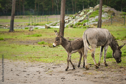 Donkey walking around its enclosure on safari. Free-roaming animals in the safari park.	
