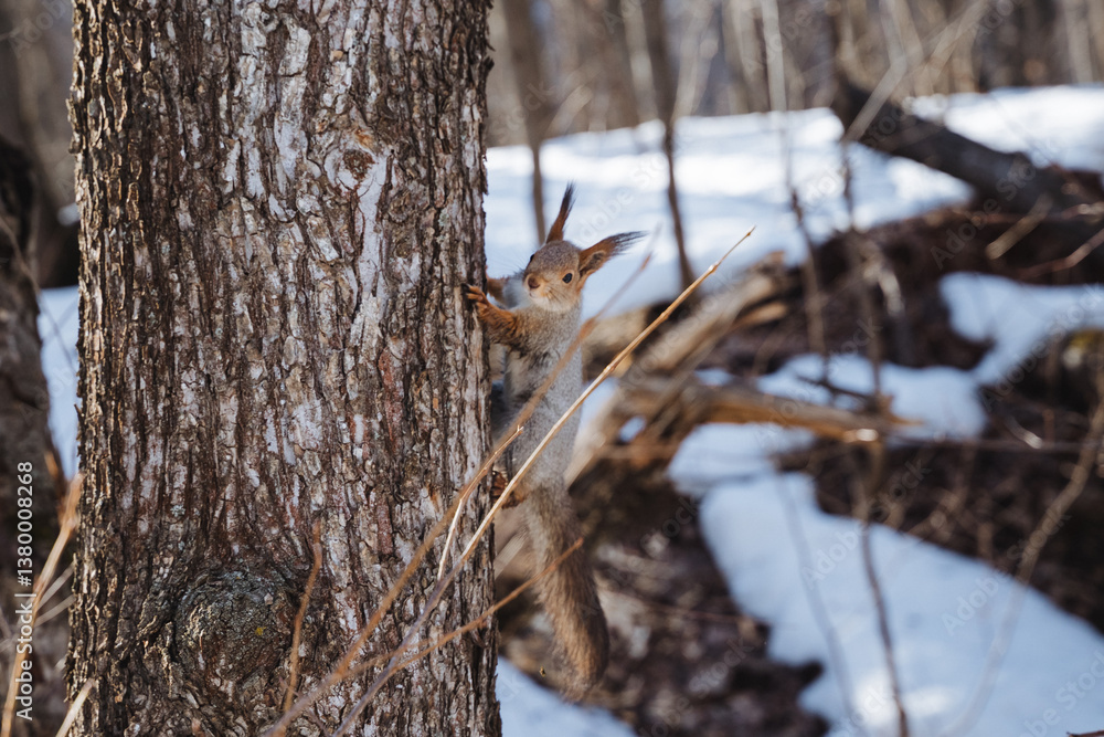 A small squirrel stands alert by a towering tree as soft snowflakes fall around it, accentuating its bushy tail and warm fur coat while it enjoys the serene snowy landscape A small squirrel stands alert by a towering tree as soft snowflakes fall around it, accentuating its bushy tail and warm fur coat while it enjoys the serene snowy landscape