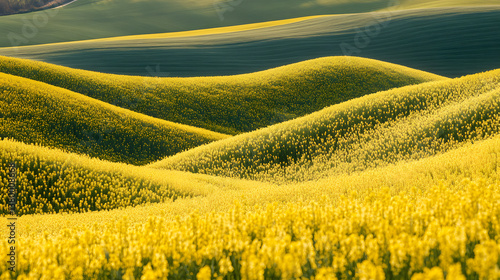 Fototapeta Naklejka Na Ścianę i Meble -  field, landscape, sky, agriculture, yellow, nature, summer, green, spring, grass, meadow, rural, blue, canola, rapeseed, flower, cloud, road, countryside, clouds, horizon, plant, farm, flowers, land