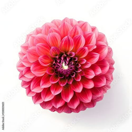pink dahlia isolated on white background, Vibrant Dahlia Flower With Intricate Petal Structure