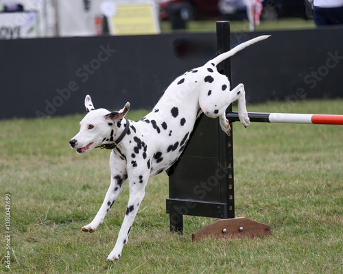 Dalmatian dog competing in an agility competition