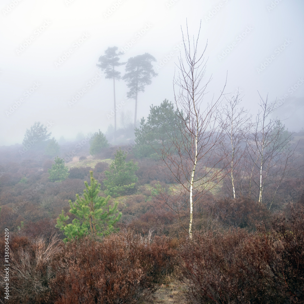 heath landscape near amersfoort in the netherlands dutring mist in winter