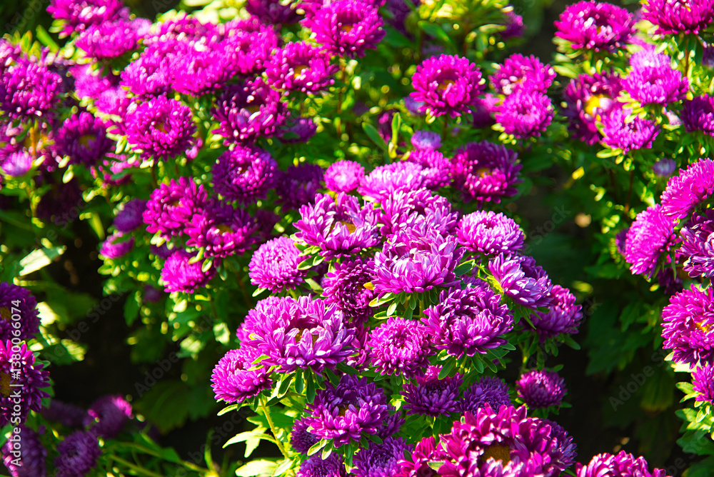 Purple asters in the summer garden. Lush fresh magenta flowers asters growing in the flower bed flowers are blooming in summer in town garden heads in the sunlight. Purple asters in the summer garden. Lush fresh magenta flowers asters growing in the flower bed flowers are blooming in summer in town garden heads in the sunlight.