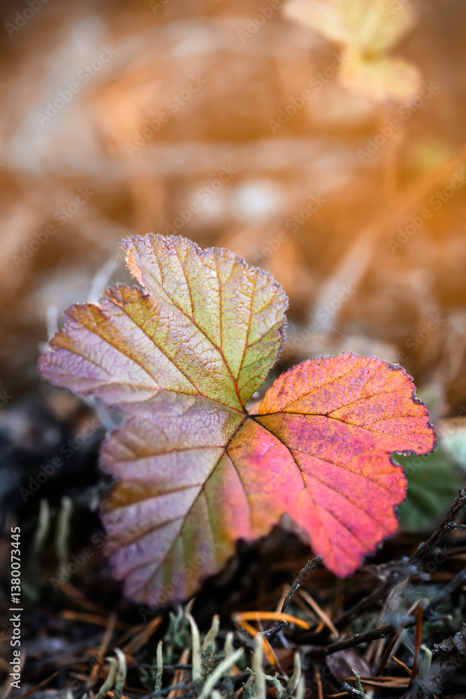Sheet of cloudberries against the background of sunny forest. Delicate sheet illuminated by the warm rays of the setting sun symbolizes harmony with nature. Sheet of cloudberries against the background of sunny forest. Delicate sheet illuminated by the warm rays of the setting sun symbolizes harmony with nature.