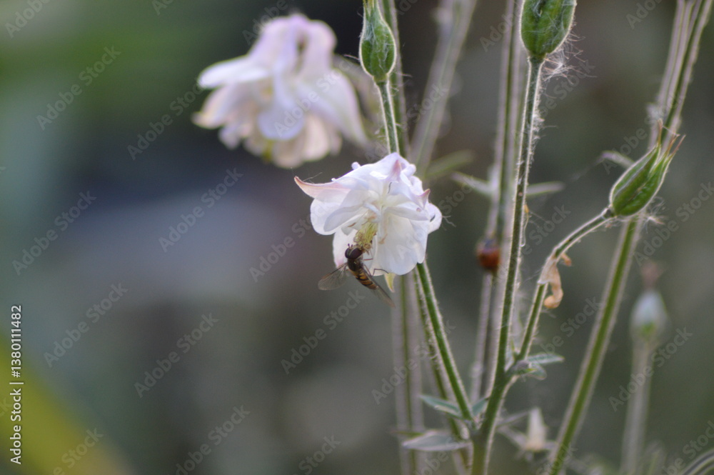 bee on a flower bee on a flower
