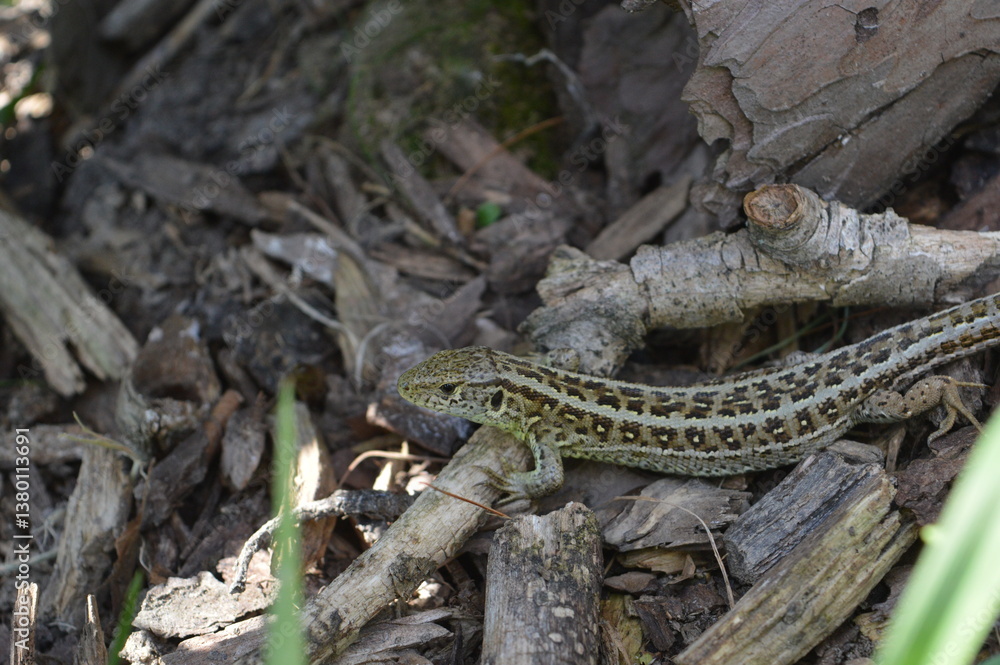 lizard on the rock lizard on the rock