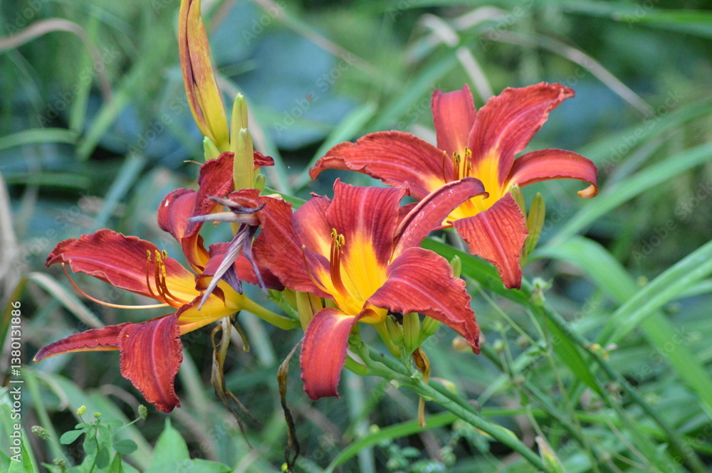 orange lily in the garden orange lily in the garden