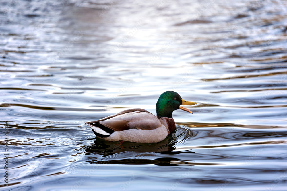 Male Mallard Duck Floating Gracefully on Rippling Water
