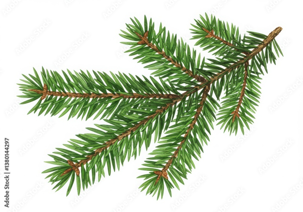 A single fir branch with many needles is isolated against a white background in a studio shot A single fir branch with many needles is isolated against a white background in a studio shot