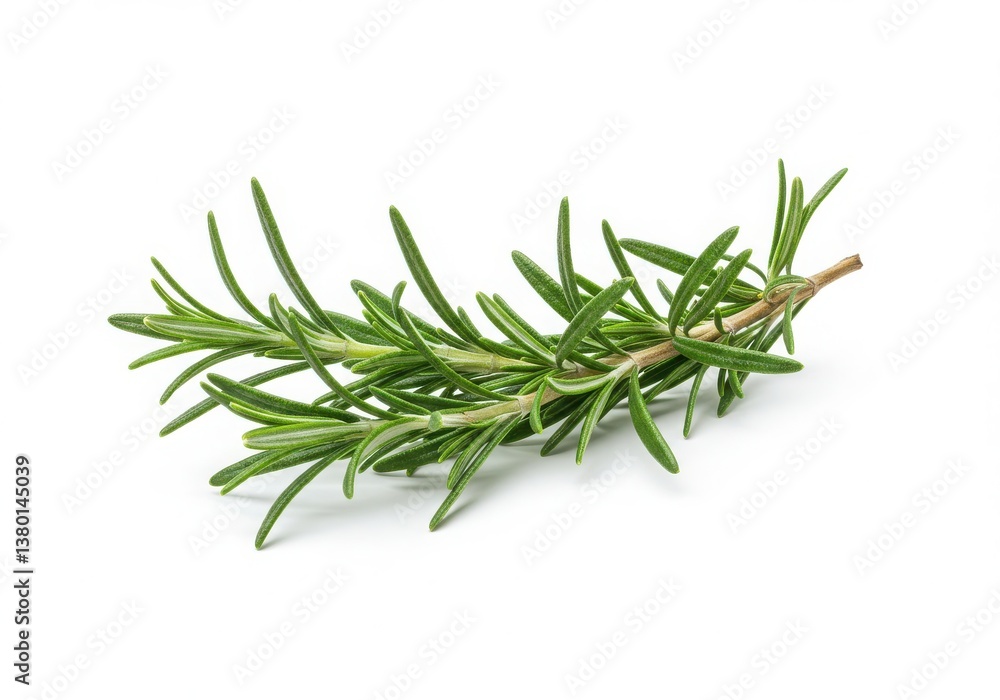 Fototapeta premium Isolated sprig of fresh rosemary with green leaves on a plain white surface in a studio shot