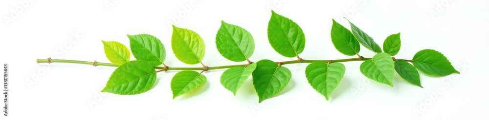 Fototapeta premium Isolated branch with green leaves on white background, foliage, leafy greens, nature