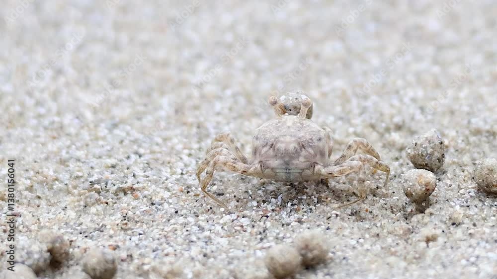 Ghost Crab Camouflaged Among Sand Balls Ghost Crab Camouflaged Among Sand Balls