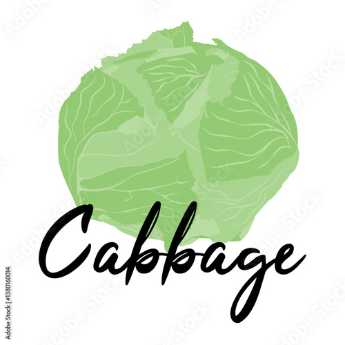 Isolated green cabbage on white background.