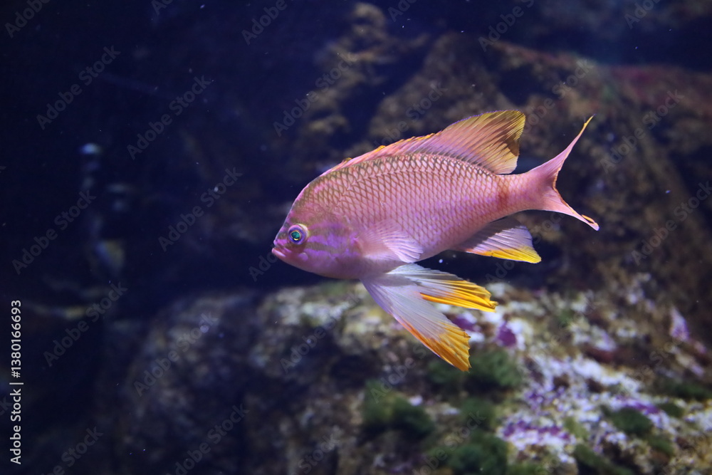 Obraz premium Pink fish underwater 