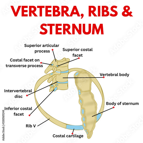 vertebra ribs and sternum design diagram with parts labeled useful for biology students educational poster